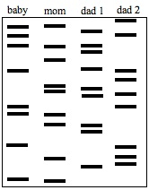 01.05.2018 · before talking about dna fingerprinting and paternity worksheet answer key, you should are aware that schooling is actually our step to a much better the next day. Http Ndinbre Med Und Edu Biotech Files Dna 20fingerprinting 20worksheet2 Pdf