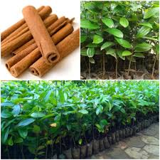 Kulit batang kayu manis mengandung senyawa cinnamaldehyde, yaitu senyawa yang mampu meningkatkan progesteron dan menurunkan testoteron. Bibit Tanaman Kayu Manis Shopee Indonesia