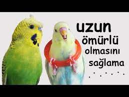 muhabbet kusu omrunu uzatacak 14 faktor youtube muhabbet kuslari kusu kus