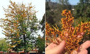 Maybe you would like to learn more about one of these? Experts Warn That The Beloved Australian Silky Oak Tree Contains Cyanide Daily Mail Online