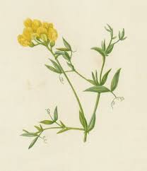 Image result for Helichrysum quartinianum