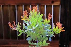 Image result for Acacia pentagona