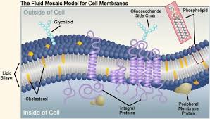 Fluid Mosaic Model Of Cell Membranes Cell Membrane Plasma Membrane Membrane