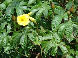 Image result for Merremia verecunda