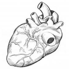 An Image Of A Human Heart Drawing Human Heart Drawing Heart Drawing Drawings