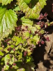 Image result for Selago cecilae