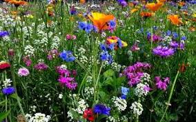 Bienenfreundliche Pflanzen Im Garten Bienenfreundliche Pflanzen Bienenfreundlicher Garten Garten