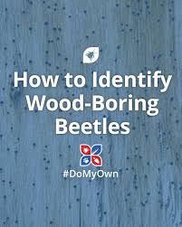Holes In Wood Could Mean Beetles Beetle Wood Garden Solutions