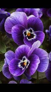 Pin On I Love Flowers And Fruits
