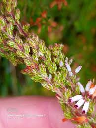 Image result for Erica pleiotricha