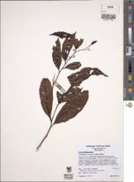 Image result for Dichapetalum heudelotii