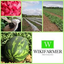 You can make use of these tips and you will surely be able watermelon growing tips. Growing Watermelons For Profit Complete Growing Guide From Start To Finish Wikifarmer