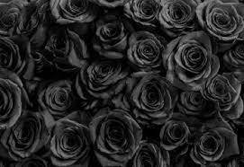 Learn how our roses arrive What Is The Meaning Of Black Roses Proflowers