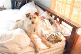 It all depends on the road conditions today. My Dog Wakes Up Too Early Whole Dog Journal