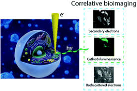 The typical characteristics that define the plant cell include cellulose, hemicellulose and pectin, plastids which play a major role in photosynthesis and storage of starch, large vacuoles responsible for regulating the cell turgor pressure. Correlative Cathodoluminescence Electron Microscopy Bioimaging Towards Single Protein Labelling With Ultrastructural Context Nanoscale Rsc Publishing