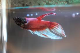 From getting irritated to getting depressed it these are all the indications to know that your betta is sick and you need to get it treated as soon as. Rehabbing A Sick Walmart Betta First Day In A Tank Bettafish