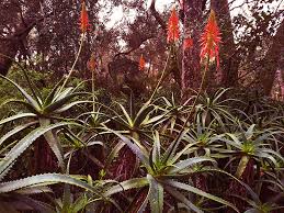It produces dark red flowers. Succulents Flowering Red Small Flowers To Ground Covers Aloes More