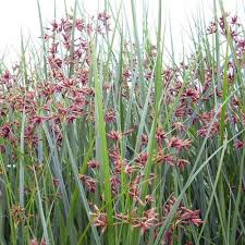 Image result for Cyperus longus