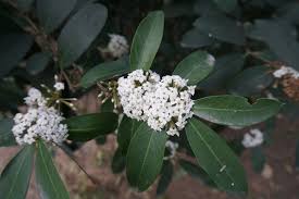 Image result for Acokanthera oblongifolia