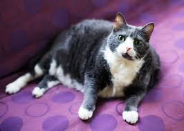 If your cat is eating less but seems to be bulking up, take a trip to the vet, says rocha. Flutd Feline Lower Urinary Tract Disease And Your Cat Pawesome Cats