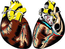 Use custom templates to tell the right story for your business. Heart Location What Side Of Your Body Is Your Heart On
