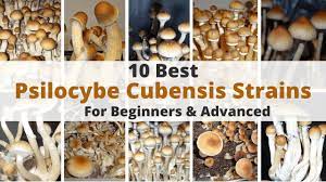 10 Best Psilocybe Cubensis Strains For Beginners Advanced Youtube