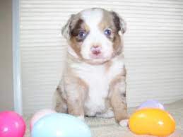 Pink Nose On Pup
