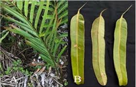 Image result for Acrostichum aureum