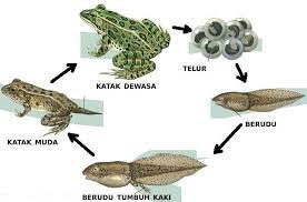 Katak merupakan hewan amfibi yang hidup di dua alam, darat dan air. Kitaran Hidup Katak Beserta Cara Berkembang Biak Katak Tarahap