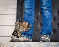 But the animals also do this to furniture don't worry! Why Do Cats Rub Against Your Legs Reasons Cats Walk Between Our Legs