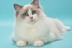 Ragdoll Cat Breed Profile | Petfinder