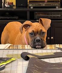 My 💜 Frankie Lin. #boxerlife #boxermom #boxers #boxersrule #babydog Lea  Raye McNary Childress