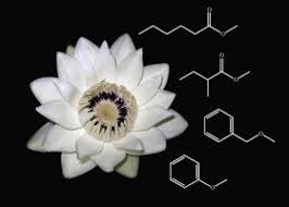 Image result for Nymphaeaceae