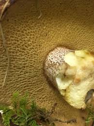 Image result for Suillus weaverae