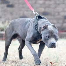 Razor Edge Pitbull Gator Pitbull Pitbulls Pitbull Kennels Blue Pitbull