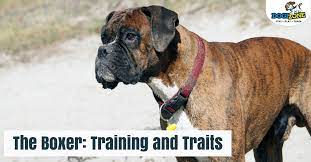 This is largely due to their boundless energy and playful nature. The Boxer Training And Traits Dogizone