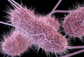Salmonella infection is a type of gastroenteritis (or 'gastro'). Symptoms Of Salmonella Food Poisoning Signs Causes Treatment Prevention
