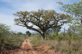 Image result for Kirkiaceae