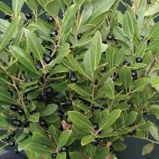 Image result for Aquifoliaceae