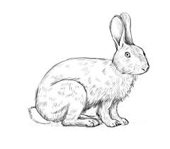 How To Draw A Rabbit Drawing Factory Rabbit Drawing Drawings Animal Sketches