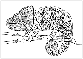 A large collection of images for children and adults. Chameleon On Branch Chameleons Lizards Adult Coloring Pages