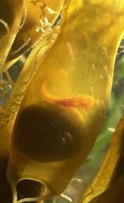 Looking Inside A Shark Egg Sac Underwater Life Marine Animals Sea World
