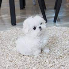 Despite a baby teacup maltese's small size, it won't shy away from voicing its opinion or showing its independence. Pin On Maltese Puppies