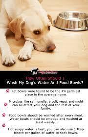How Often Should I Wash My Dog S Food And Water Bowls At Doggie Solutions Online Pet Store Coconut Oil For Dogs Dog Food Bowls Dog Food Recipes