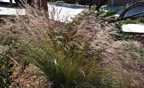 Image result for Aristida leucophaea