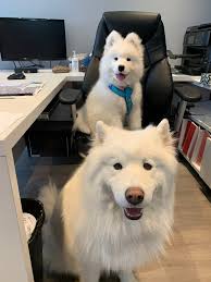 Guys another proud dog mom moment. Scout and I had a life Skills workshop  with Sarah Mairs tonight. I wasn't sure if Scout was going to be able to  focus because of