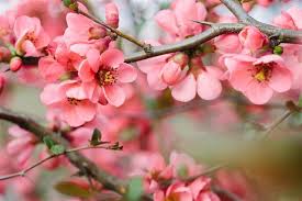 Check spelling or type a new query. Pink Flowering Trees Gardenerdy