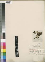 Image result for Lannea humilis