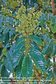 Image result for Trichilia