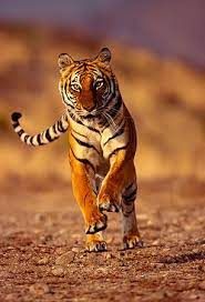 Bengal Tiger Running Towards Camera Big Cats Photography Wild Animals Photography Animals Wild